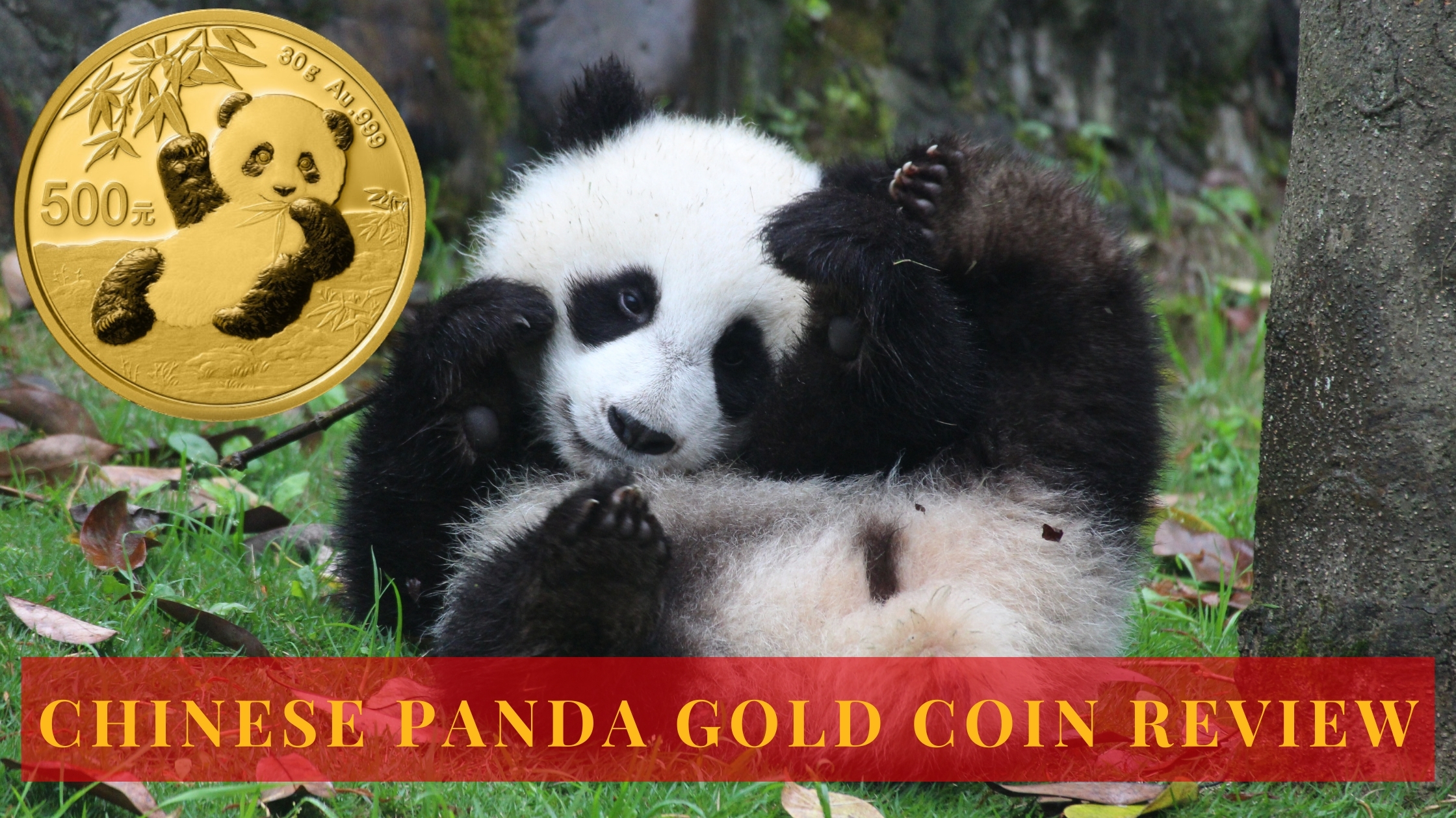 Chinese Gold Panda Review 2021 by Numismatic Traders